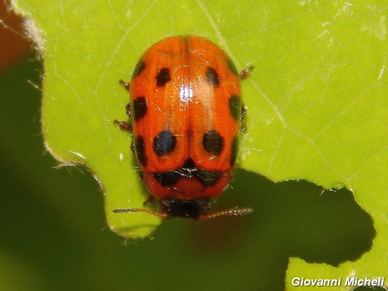 Gonioctena rufipes (cf.)